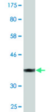 Monoclonal Anti-SUSD5 antibody produced in mouse clone 4G3, purified immunoglobulin, buffered aqueous solution