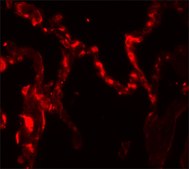 Anti-IL-37 antibody produced in rabbit affinity isolated antibody