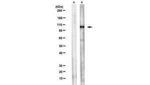 Anti-GCP2 Antibody, clone GCP2-02 clone GCP2-02, from mouse