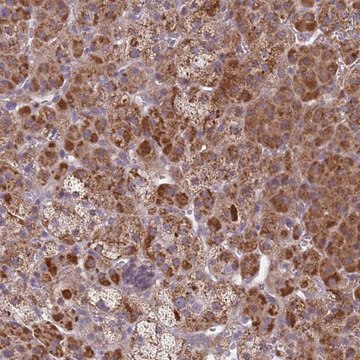 Anti-SNAPC4 antibody produced in rabbit Prestige Antibodies&#174; Powered by Atlas Antibodies, affinity isolated antibody, buffered aqueous glycerol solution