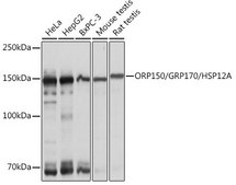 Anti-ORP150/GRP170/HSP12A antibody produced in rabbit