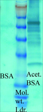 抗-乙酰化赖氨酸 兔抗 1&#160;mg/mL, affinity isolated antibody