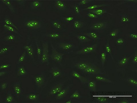 Anti-SMARCA5 antibody produced in rabbit purified immunoglobulin, buffered aqueous solution