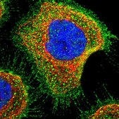 Anti-SLC45A4 antibody produced in rabbit Prestige Antibodies® Powered by Atlas Antibodies, affinity isolated antibody, buffered aqueous glycerol solution