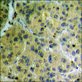 Anti-phospho-IKK-β (pTyr199) antibody produced in rabbit affinity isolated antibody
