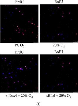 Anti-BrdU antibody, Mouse monoclonal clone BU-33, purified from hybridoma cell culture