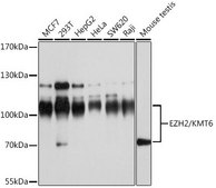 Anti- EZH2/KMT6 antibody produced in rabbit