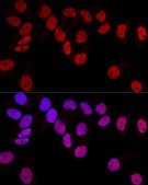 Anti-DNMT1 antibody produced in rabbit