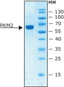 丙酮酸激酶 M2 人 recombinant, expressed in E. coli, specific activity &#8805;100 unit/mg protein