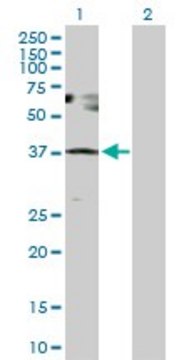 Anti-SESN3 antibody produced in rabbit purified immunoglobulin, buffered aqueous solution