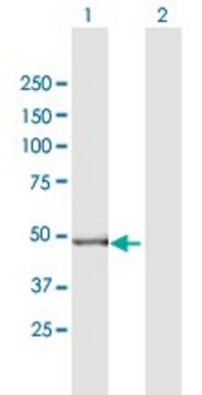 Anti-GPT2 antibody produced in mouse purified immunoglobulin, buffered aqueous solution