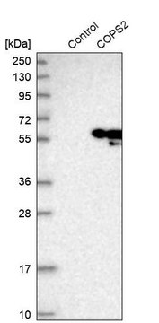 Anti-COPS2 antibody produced in rabbit Prestige Antibodies&#174; Powered by Atlas Antibodies, affinity isolated antibody, buffered aqueous glycerol solution