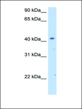 Anti-SLC25A24 antibody produced in rabbit IgG fraction of antiserum