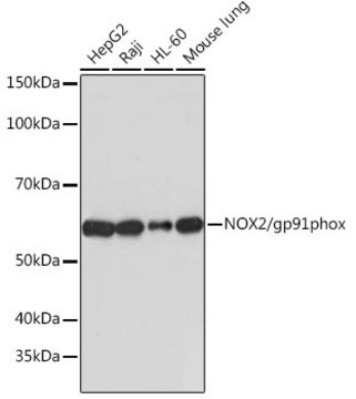 Anti-NOX2/gp91phox Antibody, clone 2Y8W3, Rabbit Monoclonal