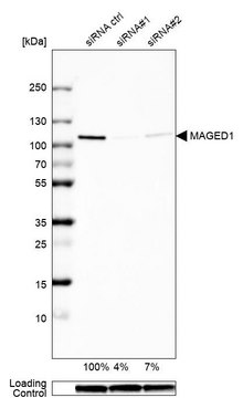 Anti-MAGED1 antibody produced in rabbit Prestige Antibodies&#174; Powered by Atlas Antibodies, affinity isolated antibody