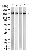 Anti-LNPEP/IRAP Antibody, clone 1G23 ZooMAb® Rabbit Monoclonal recombinant, expressed in HEK 293 cells