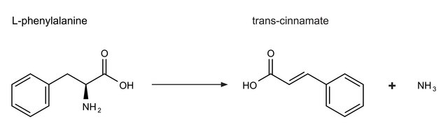 Phenylalanine Ammonia-Lyase from Rhodotorula glutinis Grade I, buffered aqueous glycerol solution, 0.8-2.0&#160;units/mg protein