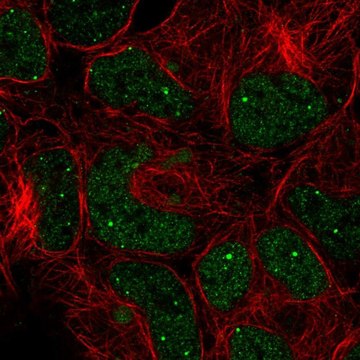 Anti-GON4L antibody produced in rabbit Prestige Antibodies&#174; Powered by Atlas Antibodies, affinity isolated antibody