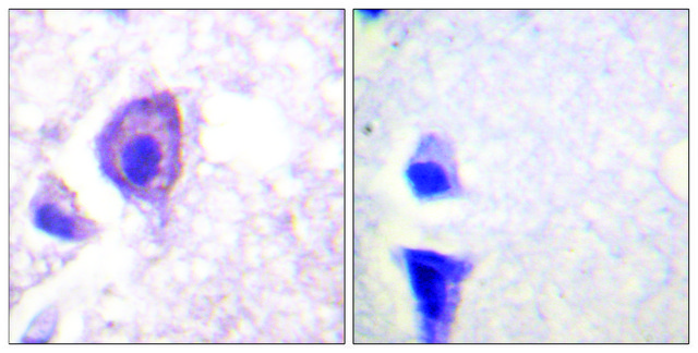 Anti-CD4 antibody produced in rabbit affinity isolated antibody