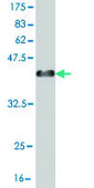 Monoclonal Anti-EYA2 antibody produced in mouse clone 2F8, purified immunoglobulin, buffered aqueous solution