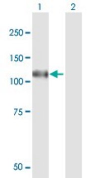 Anti-N4BP1 antibody produced in mouse purified immunoglobulin