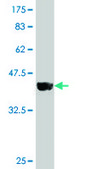 Monoclonal Anti-PTK7 antibody produced in mouse clone 1A8, purified immunoglobulin, buffered aqueous solution