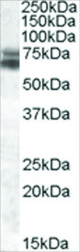 Anti-BMAL1/ARNTL antibody produced in goat affinity isolated antibody, buffered aqueous solution