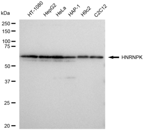 KD-Validated Anti HNRNPK Antibody, clone 23GB4825, Rabbit Monoclonal clone 23GB4825, recombinant rabbit monoclonal, expressed in HEK293 cells
