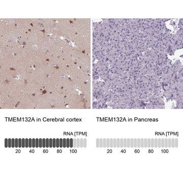 Anti-TMEM132A antibody produced in rabbit Prestige Antibodies&#174; Powered by Atlas Antibodies, affinity isolated antibody, buffered aqueous glycerol solution