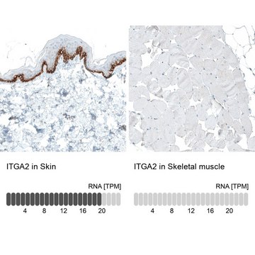 Monoclonal Anti-ITGA2 antibody produced in mouse Prestige Antibodies&#174; Powered by Atlas Antibodies, clone CL7318, purified immunoglobulin, buffered aqueous glycerol solution