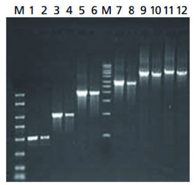 JumpStart&#8482; REDTaq&#174; ReadyMix&#8482; 反应混合物 for High-throughput PCR of complex templates