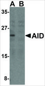 Anti-AID antibody produced in rabbit affinity isolated antibody, buffered aqueous solution
