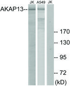 Anti-AKAP13 antibody produced in rabbit affinity isolated antibody