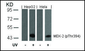 Anti-phospho-MAP2K2 (pThr394) antibody produced in rabbit affinity isolated antibody