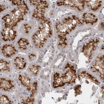 Anti-SLC22A11 antibody produced in rabbit Prestige Antibodies&#174; Powered by Atlas Antibodies, affinity isolated antibody, buffered aqueous glycerol solution