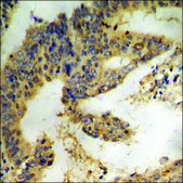 Anti-phospho-IL-9R (pSer519) antibody produced in rabbit affinity isolated antibody