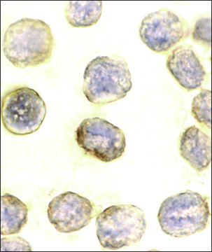 Anti-Daxx antibody produced in rabbit IgG fraction of antiserum, buffered aqueous solution