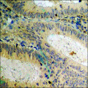 Anti-phospho-Csk (pSer364) antibody produced in rabbit affinity isolated antibody