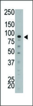 Anti-MTMR2 (N-term) antibody produced in rabbit IgG fraction of antiserum, buffered aqueous solution