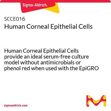 Human Corneal Epithelial Cells Human Corneal Epithelial Cells provide an ideal serum-free culture model without antimicrobials or phenol red when used with the EpiGRO Ocular Epithelia Complete Media Kit.