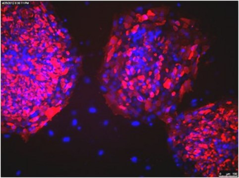 Anti-TRA-1-81 Antibody, clone TRA-1-81, Cy3 conjugate clone TRA-1-81, from mouse, CY3 conjugate