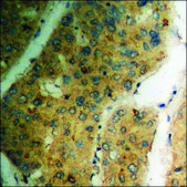 Anti-phospho-TOB1 (pSer164) antibody produced in rabbit affinity isolated antibody