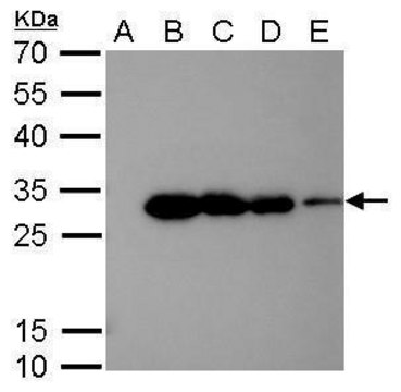 Monoclonal Anti-6X His tag antibody produced in mouse clone GT161, affinity isolated antibody