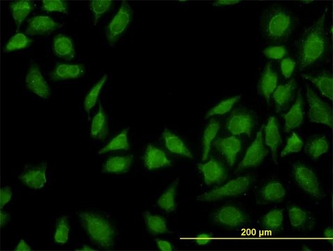 Monoclonal Anti-MTAP antibody produced in mouse clone 2G4, purified immunoglobulin, buffered aqueous solution