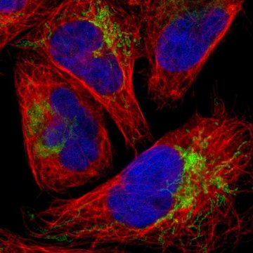 Anti-FBXL12 antibody produced in rabbit Prestige Antibodies&#174; Powered by Atlas Antibodies, affinity isolated antibody