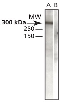 Anti-CENP-E antibody produced in rabbit IgG fraction of antiserum, buffered aqueous solution