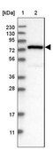 Anti-NUB1 antibody produced in rabbit Prestige Antibodies® Powered by Atlas Antibodies, affinity isolated antibody, buffered aqueous glycerol solution