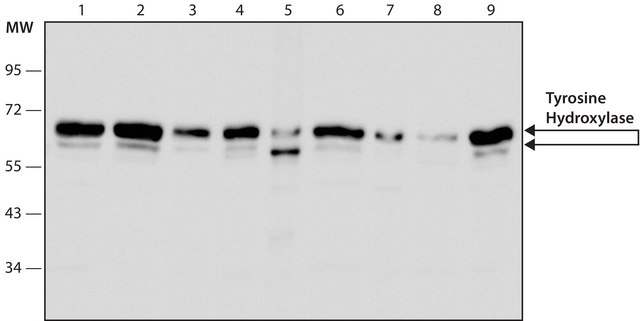 Anti-Tyrosine Hydroxylase antibody, Mouse monoclonal clone TH-2, purified from hybridoma cell culture