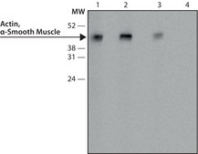 Monoclonal Anti-Actin, α-Smooth Muscle - Peroxidase antibody produced in mouse clone 1A4, purified from hybridoma cell culture