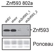 Anti-Zinc finger protein 593 from rabbit, purified by affinity chromatography